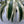 XL Dracaena fragrans ‘White’ 10” Pot – Large Variegated Tropical Houseplant live plant