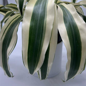 XL Dracaena fragrans ‘White’ 10” Pot – Large Variegated Tropical Houseplant live plant