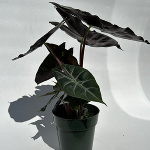 Alocasia Morroco