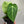 Anthurium Magnificum