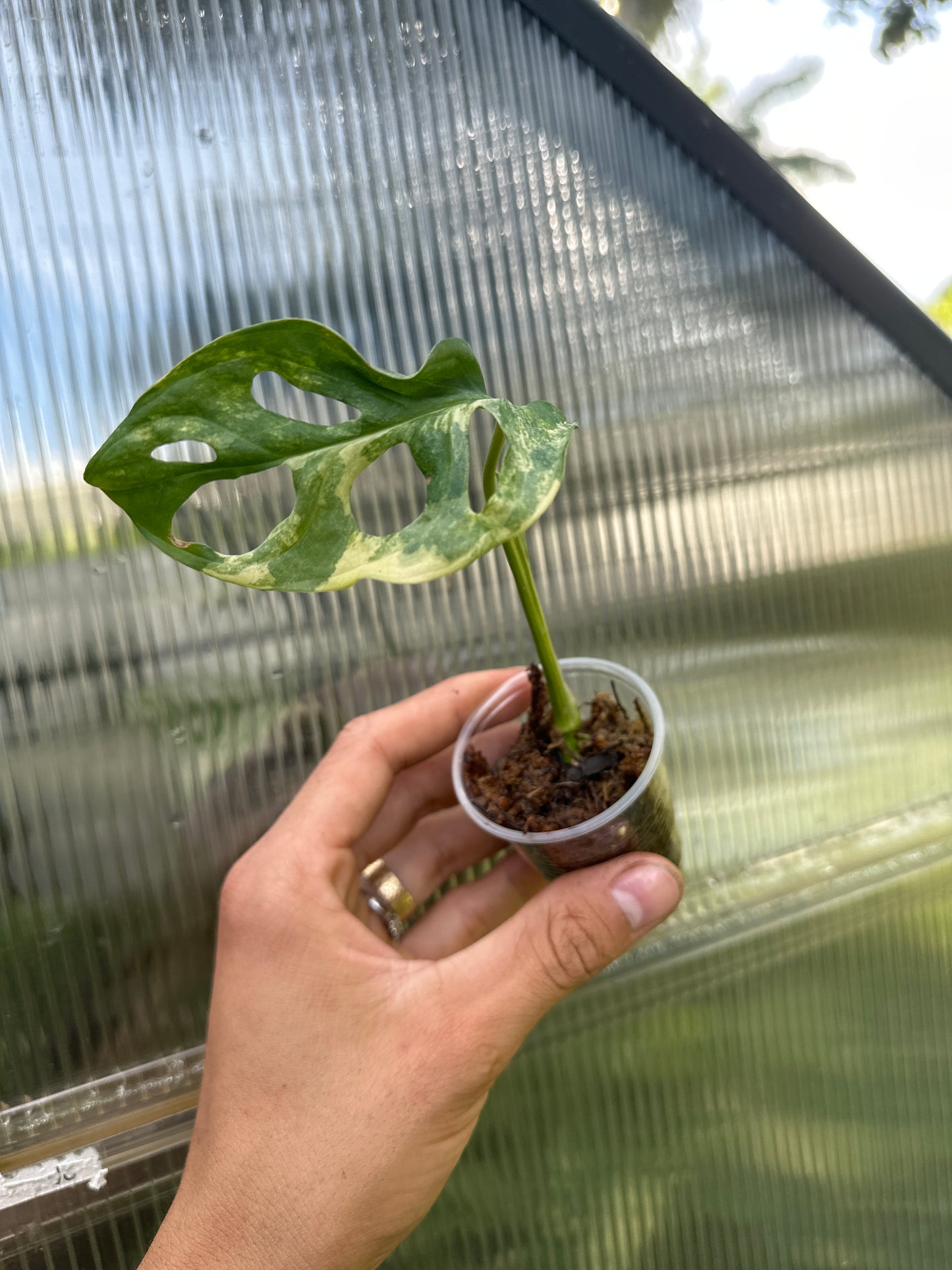 Variegated adansonii single leaf rooted 3