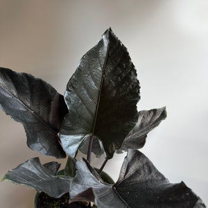 Alocasia Antoro Velvet 6" pot