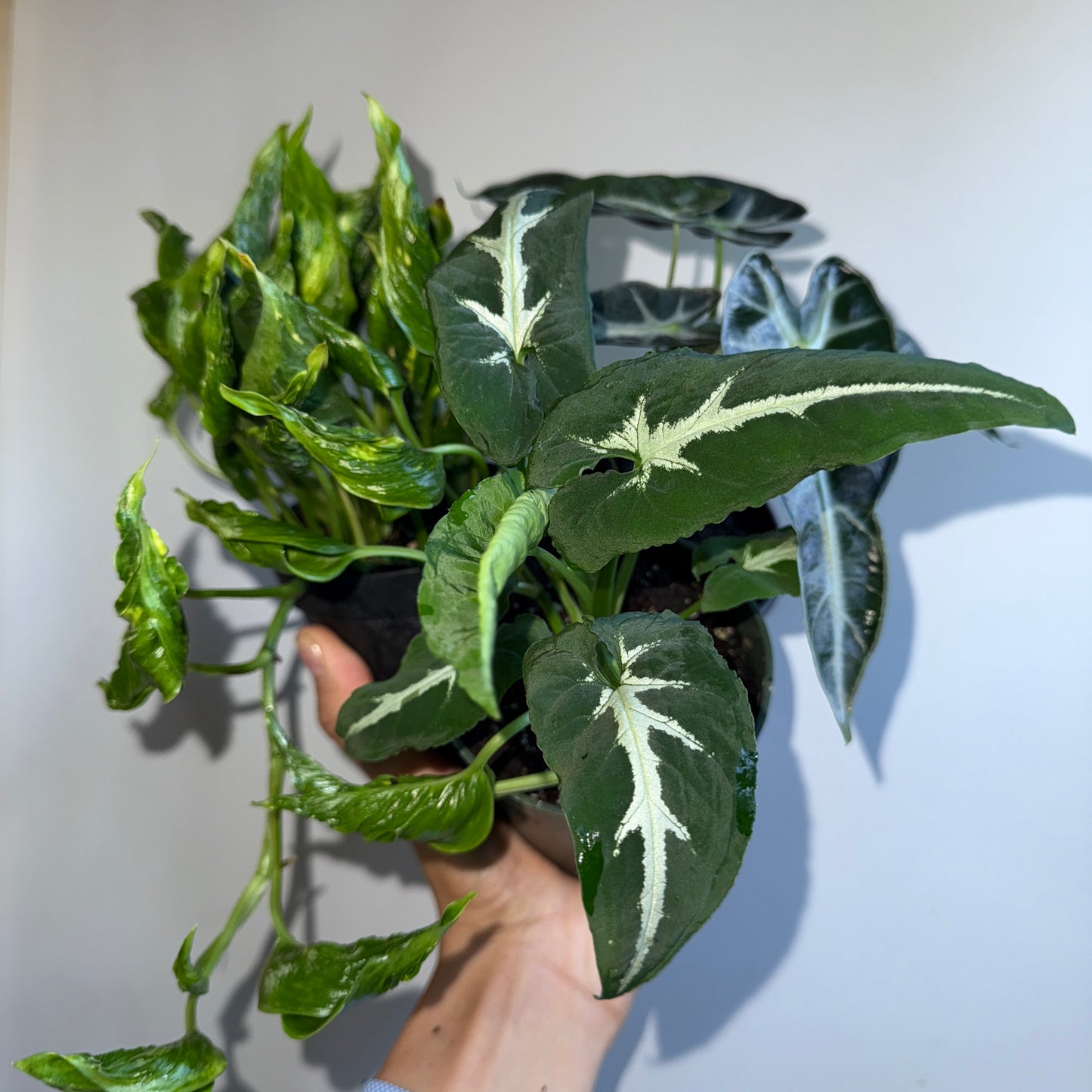 Spooky Plant Bundle Mystery Box - Three spooky Plants in 4-Inch Pots