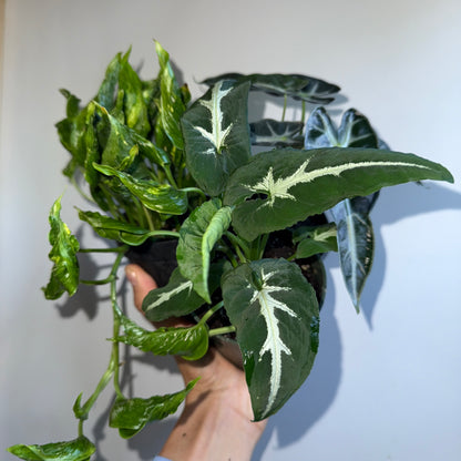 Spooky Plant Bundle Mystery Box - Three spooky Plants in 4-Inch Pots