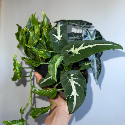 Spooky Plant Bundle Mystery Box - Three spooky Plants in 4-Inch Pots
