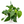 Epipremnum Pinnatum Albo Flame