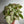 Syngonium Milk Confetti