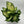 Dieffenbachia ‘Compacta’ 6” Pot – Variegated Tropical Indoor Houseplant live plant