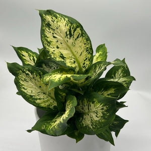 Dieffenbachia ‘Compacta’ 6” Pot – Variegated Tropical Indoor Houseplant live plant