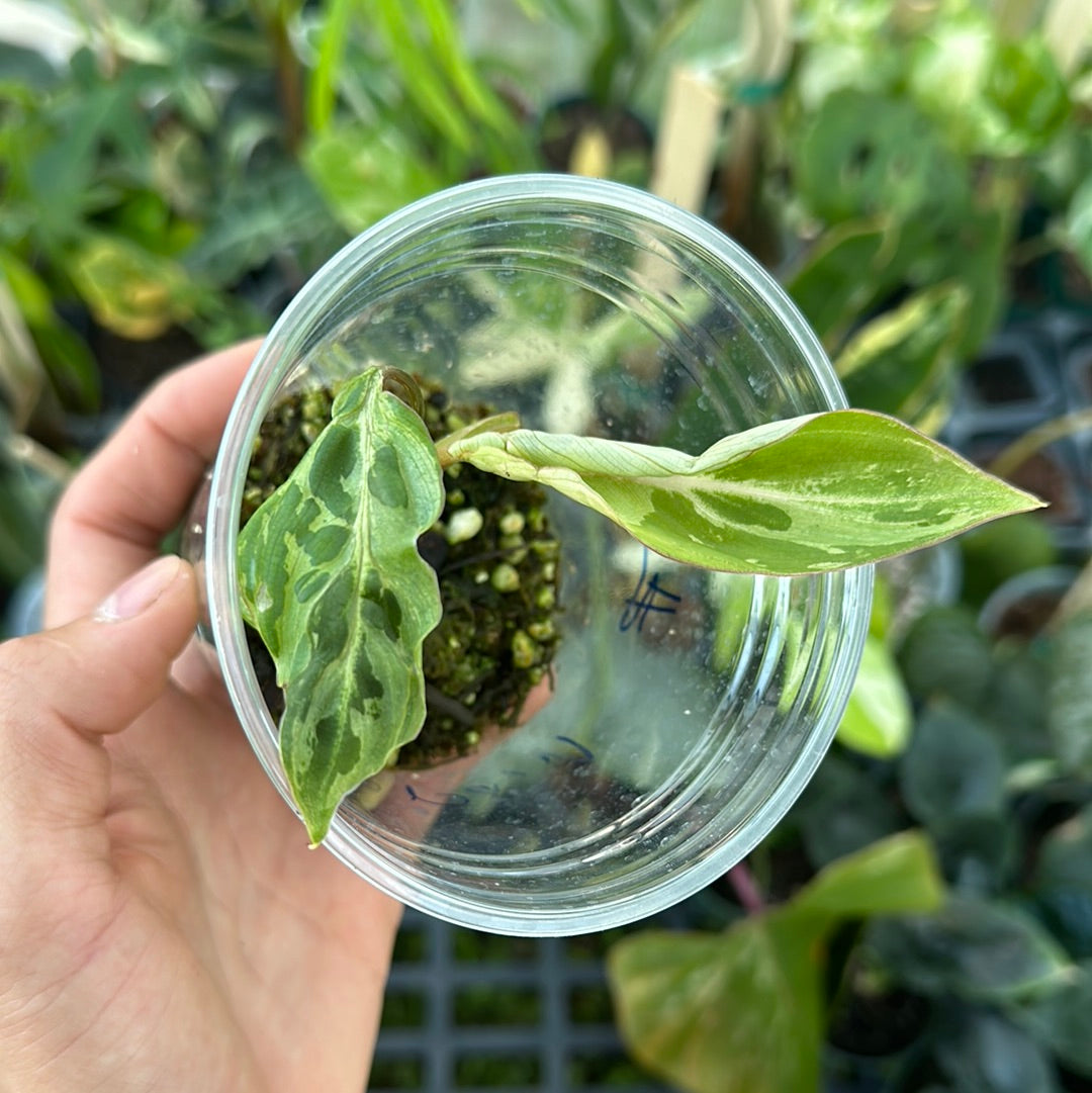 Philodendron snow leopard variegated