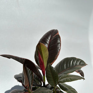 Ficus Elastica Ruby
