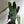 Philodendron Black billietiae Billietiae x Atabapoense