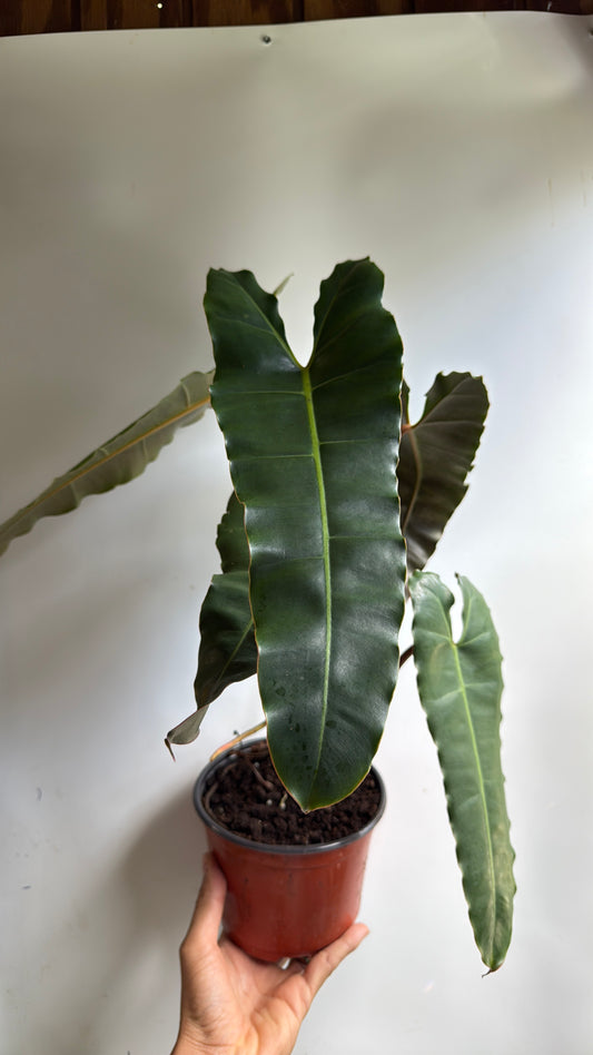Philodendron Black billietiae Billietiae x Atabapoense 6" pot