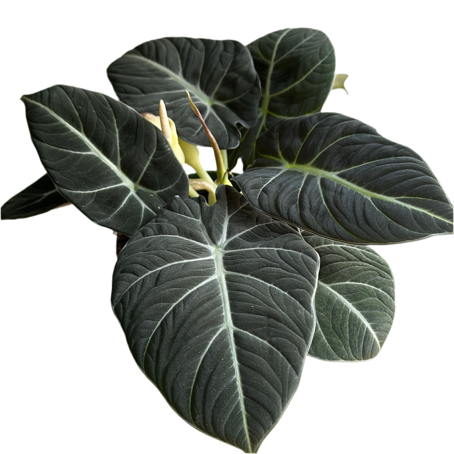 Alocasia black velvet 6" pot