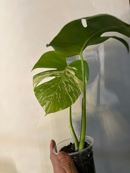 Monstera Borgisiana albo variegated #1