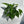 Epipremnum Baltic Blue