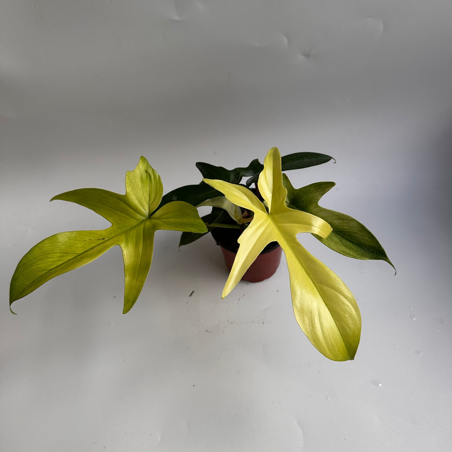 Philodendron Florida ghost 4"