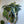 Spooky Mystery Bundle Box - 3 Spooky Plants