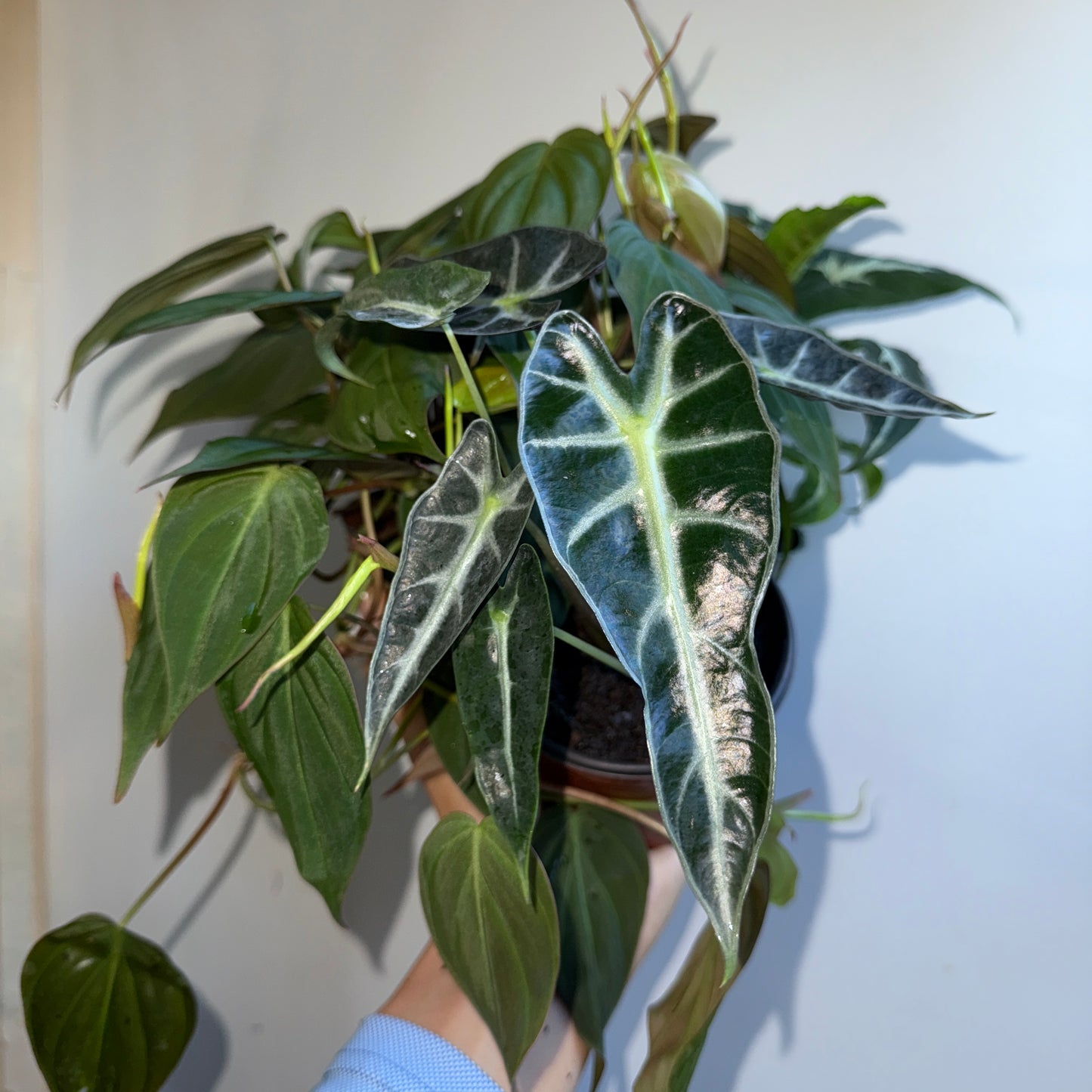 Spooky Plant Bundle Mystery Box - Three spooky Plants in 4-Inch Pots