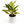 Aglaonema 'Golden Fluorite'