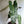 Philodendron Black billietiae Billietiae x Atabapoense
