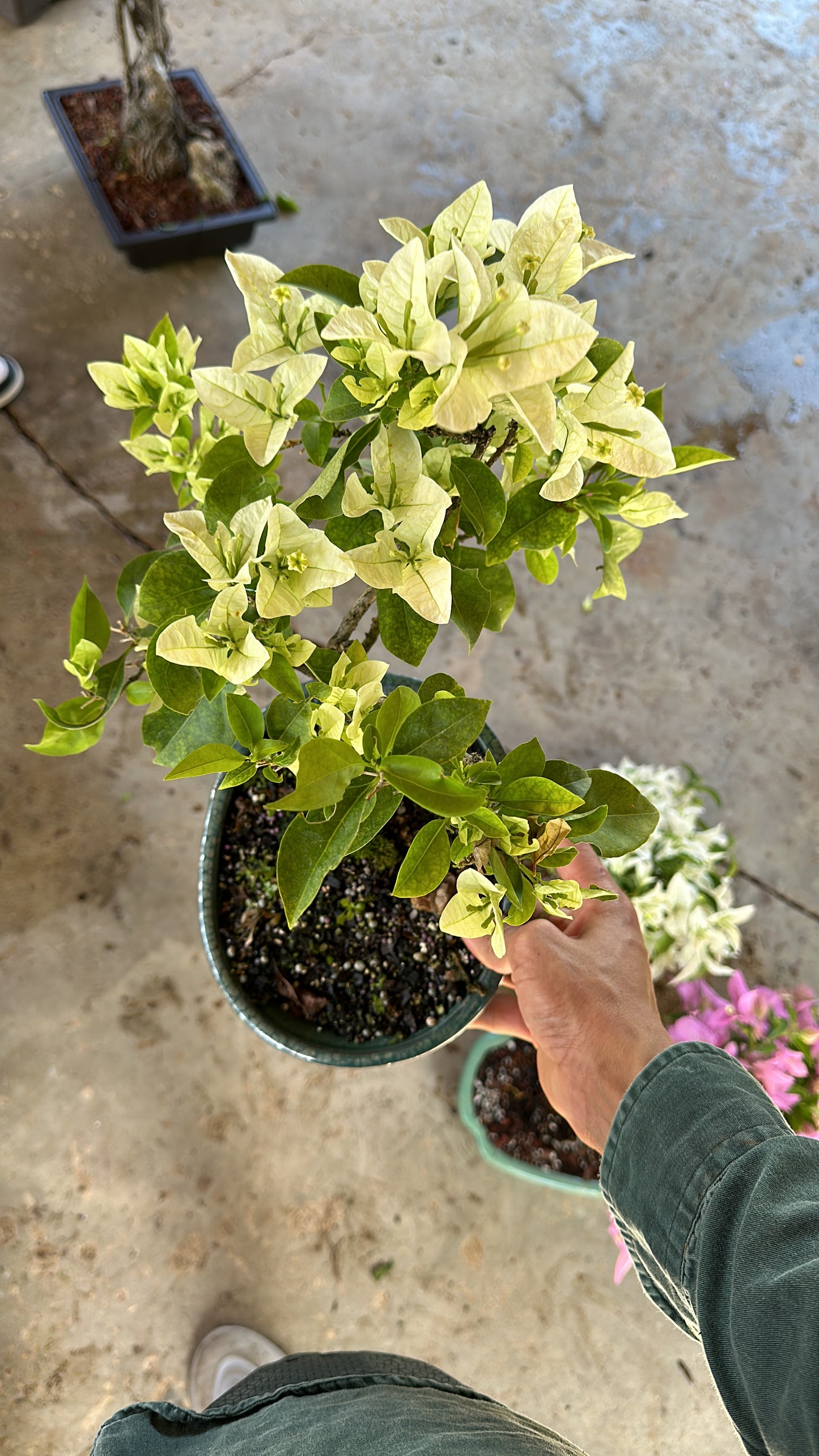 Invoice Jerusa white bougainvillea green pot