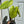 Philodendron McDowell