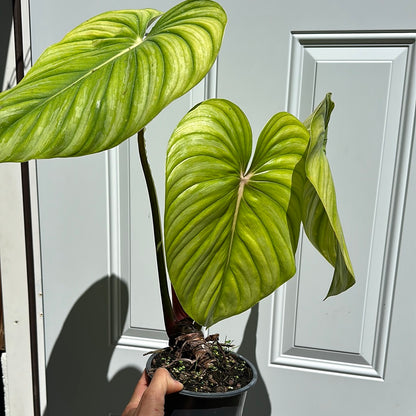 Philodendron Dean McDowell 6"