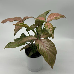 Syngonium Pink Perfection