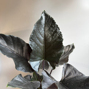 Alocasia Antoro Velvet 6" pot