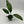 Anthurium big Bill 4” pot