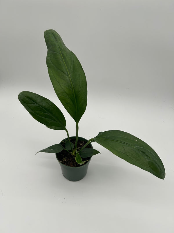 Anthurium big Bill 4” pot