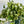 Pothos Pearls and Jade