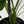 Philodendron ‘McDowell’ 4” Pot – Rare Collector’s Tropical Houseplant live plant