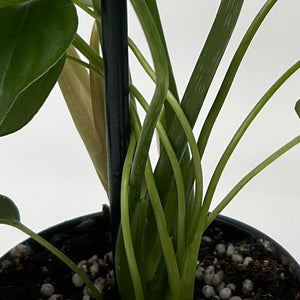 Philodendron ‘McDowell’ 4” Pot – Rare Collector’s Tropical Houseplant live plant