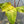 Philodendron Painted Lady