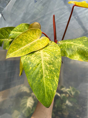 Philodendron Painted Lady