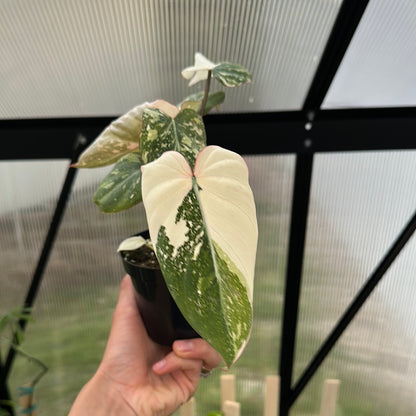 Variegated Philodendron Gloriosum Galaxy