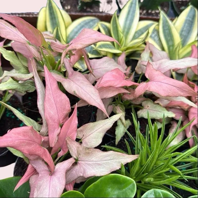 Beginner Friendly Mystery Box Bundle - 3 Plants in 4-inch Pots
