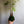Kokedama Money Tree