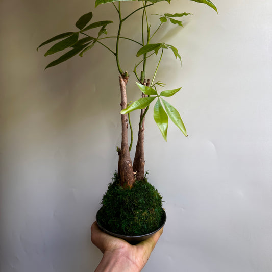 Kokedama money tree