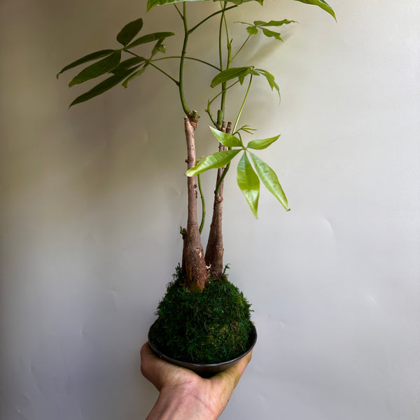 Kokedama Money Tree