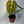 Anthurium Crystallinum