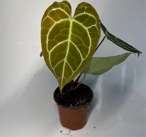 Anthurium Crystallinum