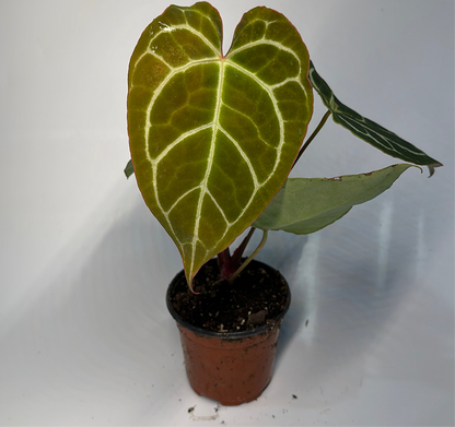 Anthurium Crystallinum 4" pot