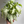 Syngonium Holly
