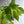 Philodendron Lemon Lime