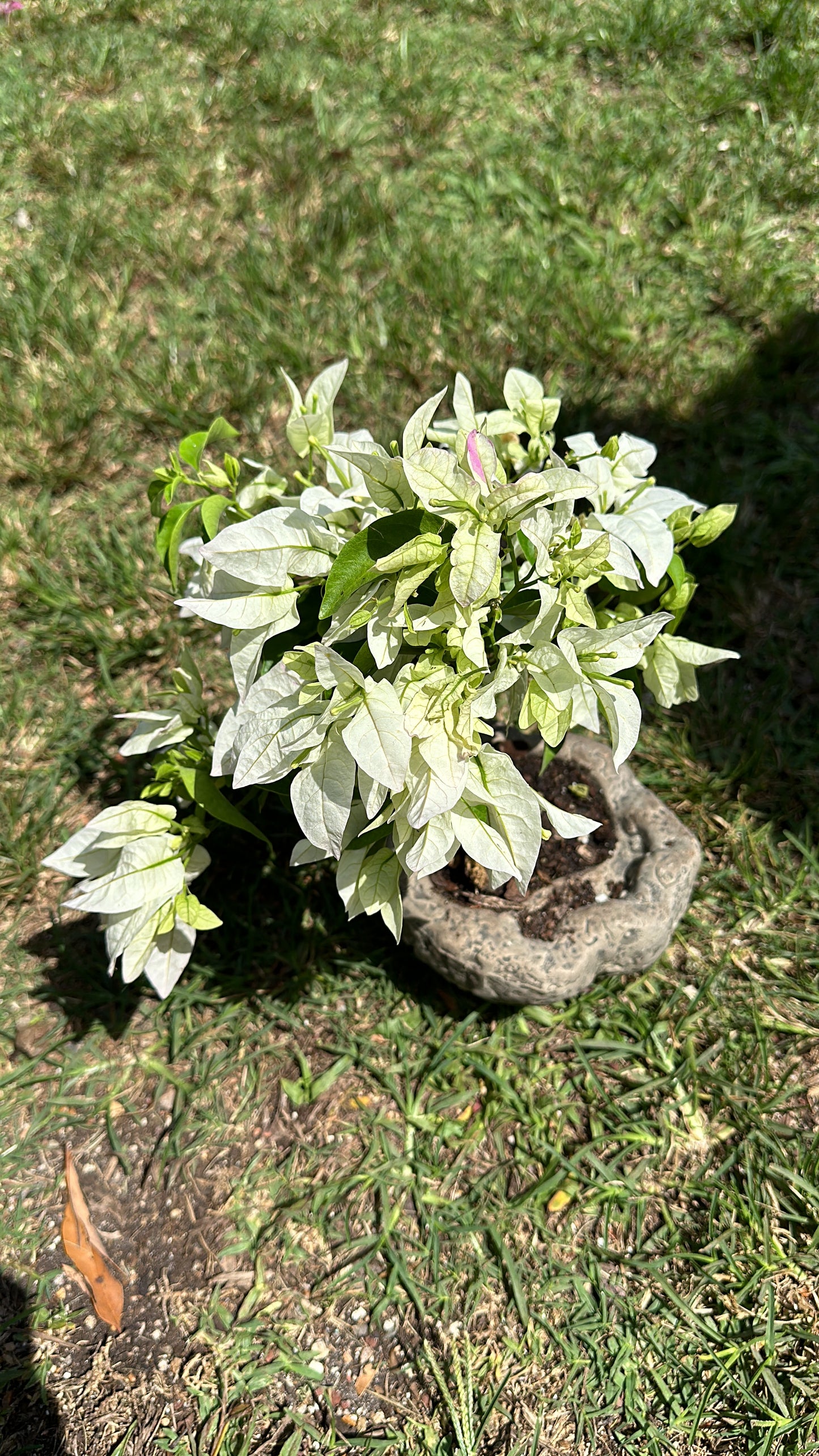 Invoice Christian Bigb white bougainvillea