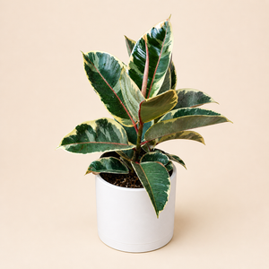 Large Variegated Ficus Tineke