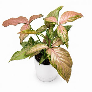 Syngonium Pink Perfection